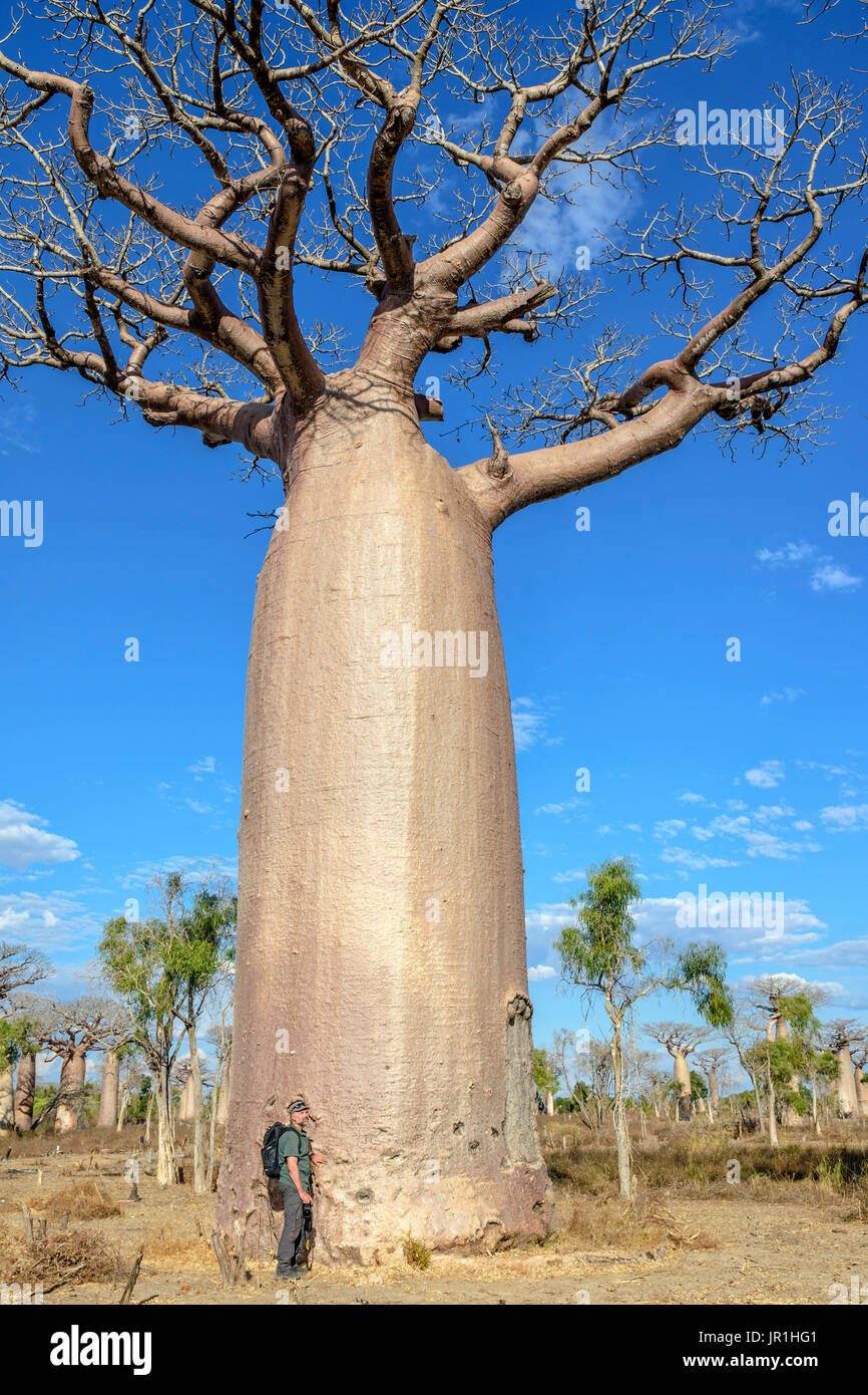 Man in front of the trunk of a Baobab (Adansonia grandidieri), Dry