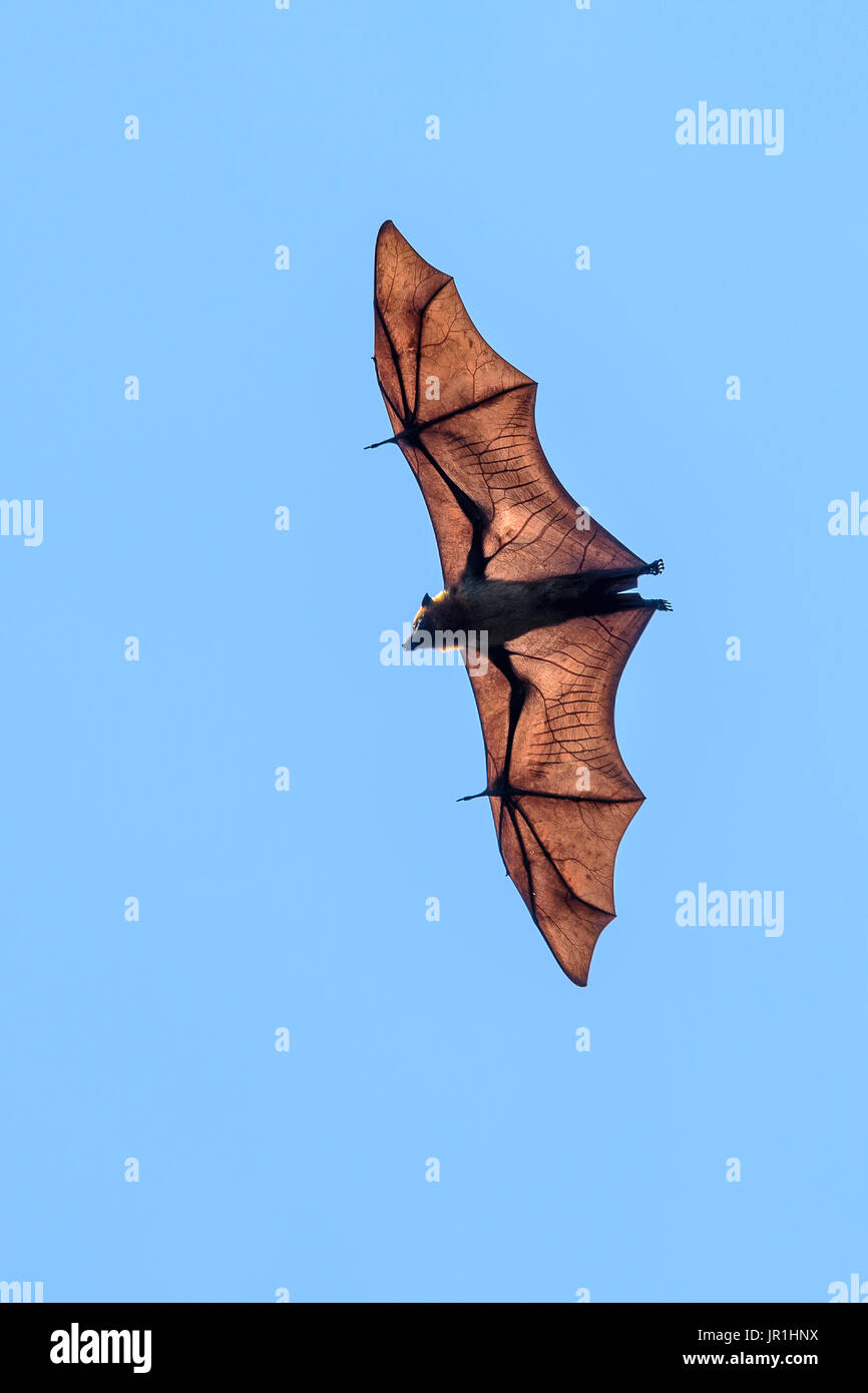 Madagascan flying fox (Pteropus rufus) in flight, Belo sur mer ...