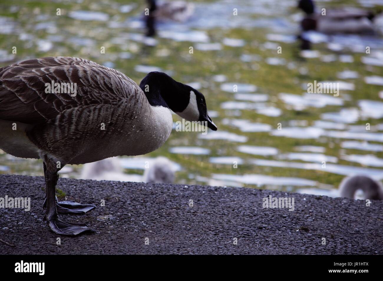 Duck in Queens park - Heywood - Manchester Stock Photo