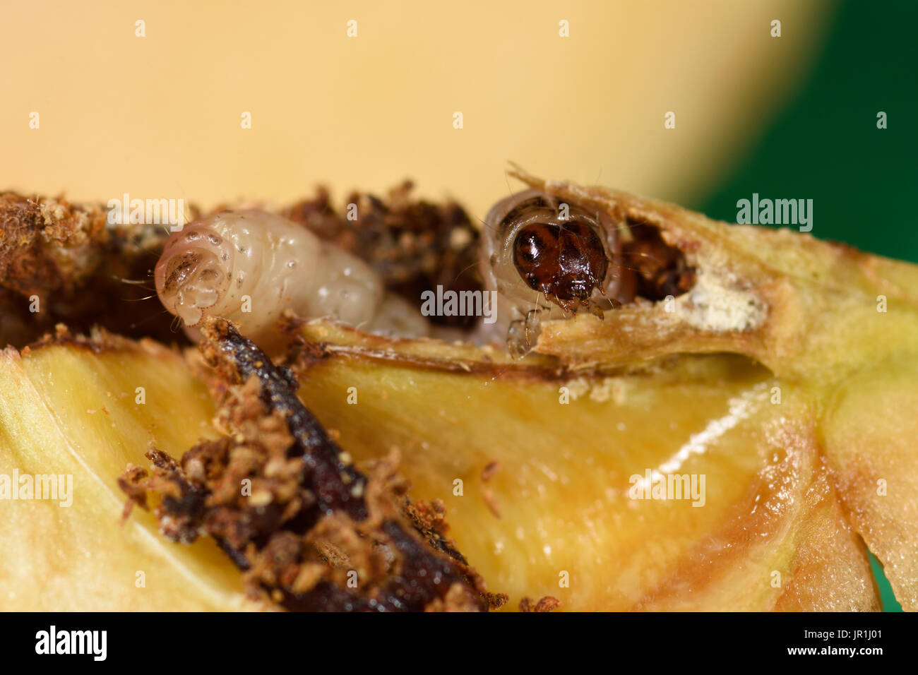 Carpocapsa Larva cydia pomonella hi-res stock photography and images - Alamy