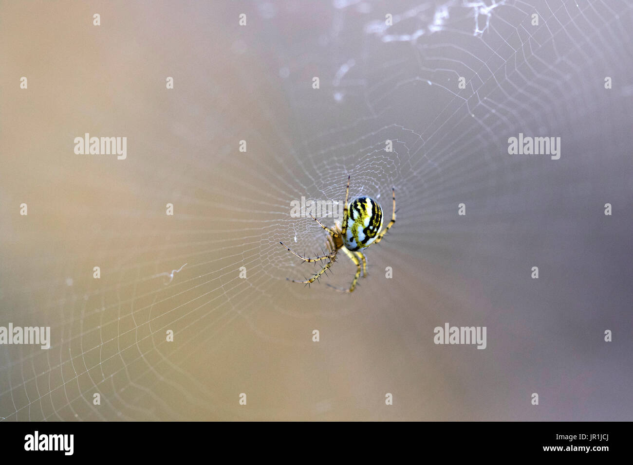 Cricketbat orb weaver (Mangora acalypha), Guadalix de la sierra