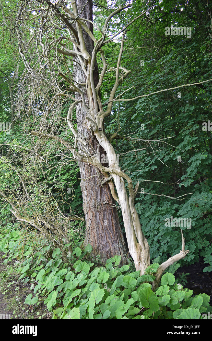 Dead Tree River Elliot, Arbirlot, Arbroath, Angus, Scotland Stock