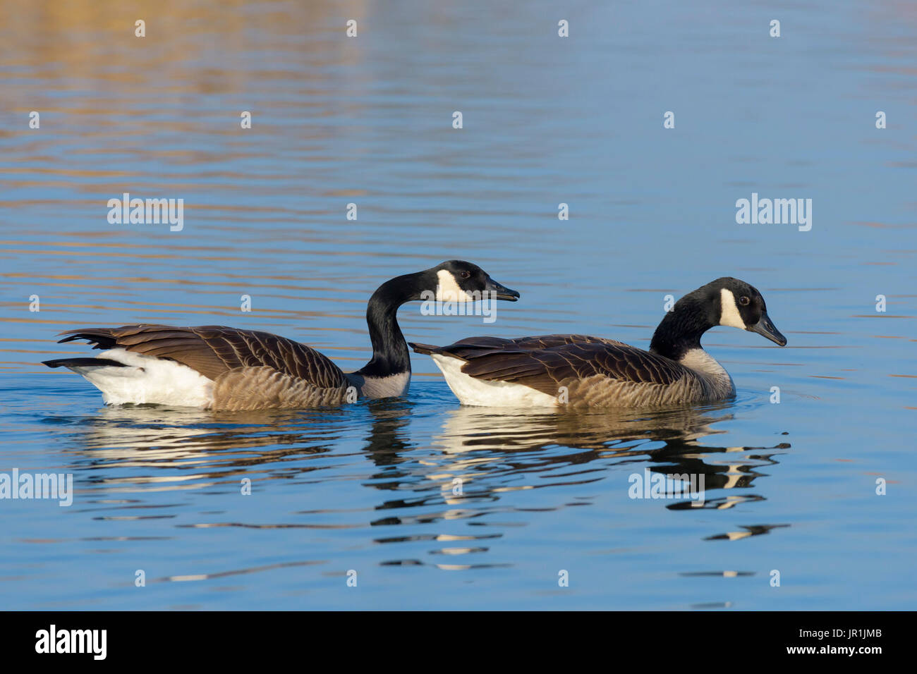 canada goose europe canada goose europe