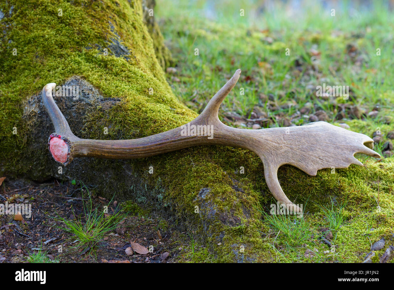 do deer shed antlers