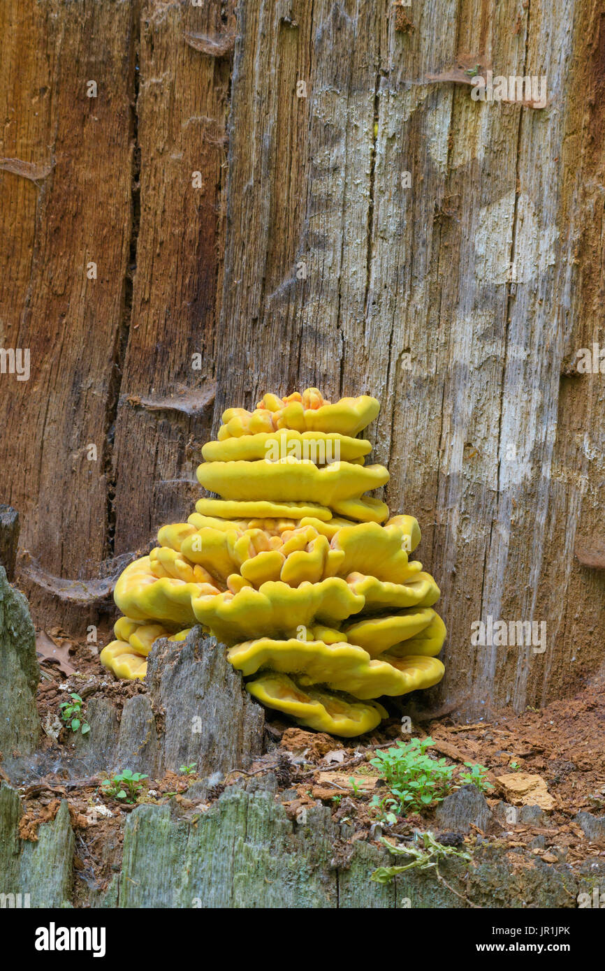 Sulphur polypore (Laetiporus sulphureus) on Oak Trunk, Saxony, Germany, Europe Stock Photo