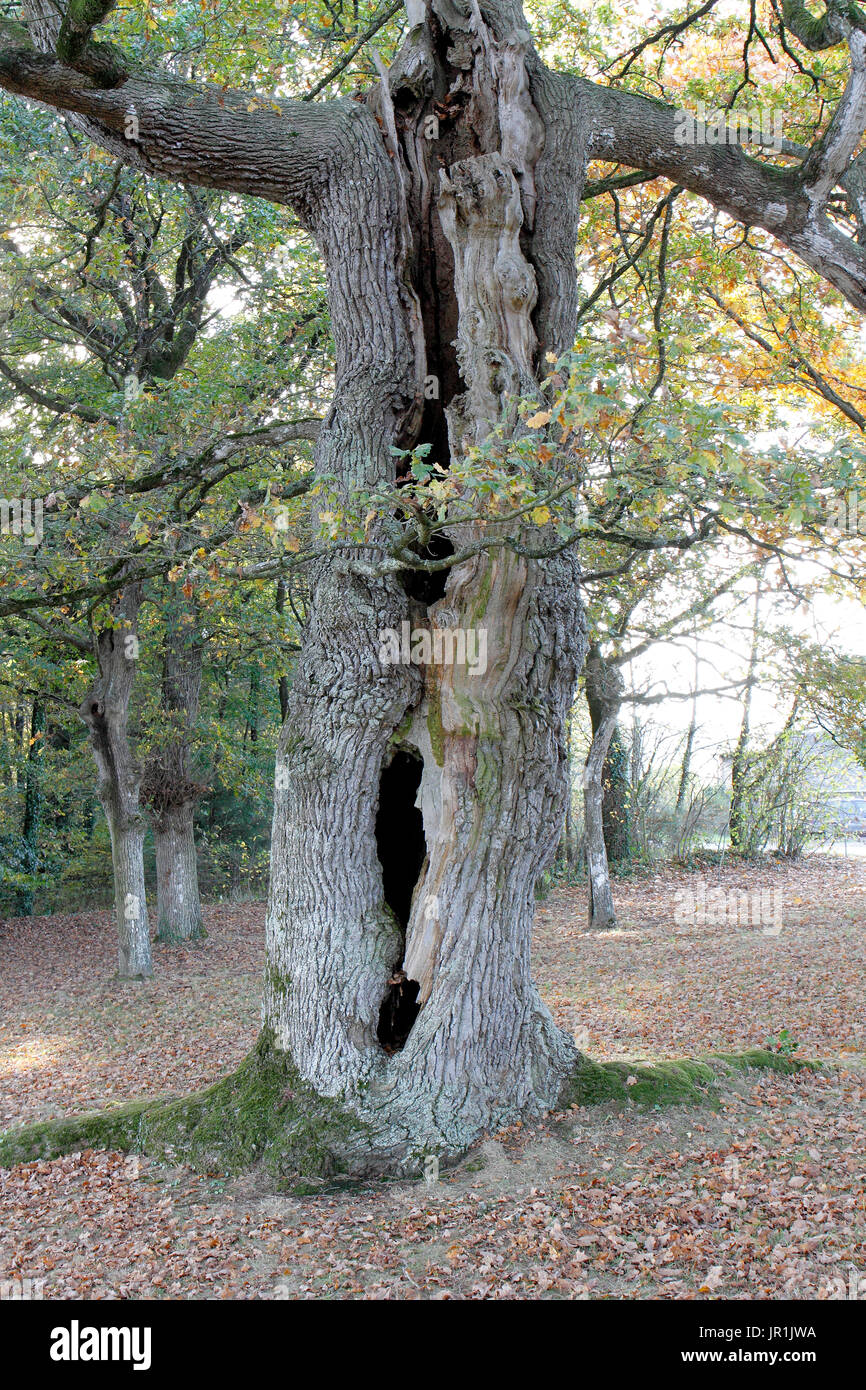 Hollow oak hires stock photography and images Alamy