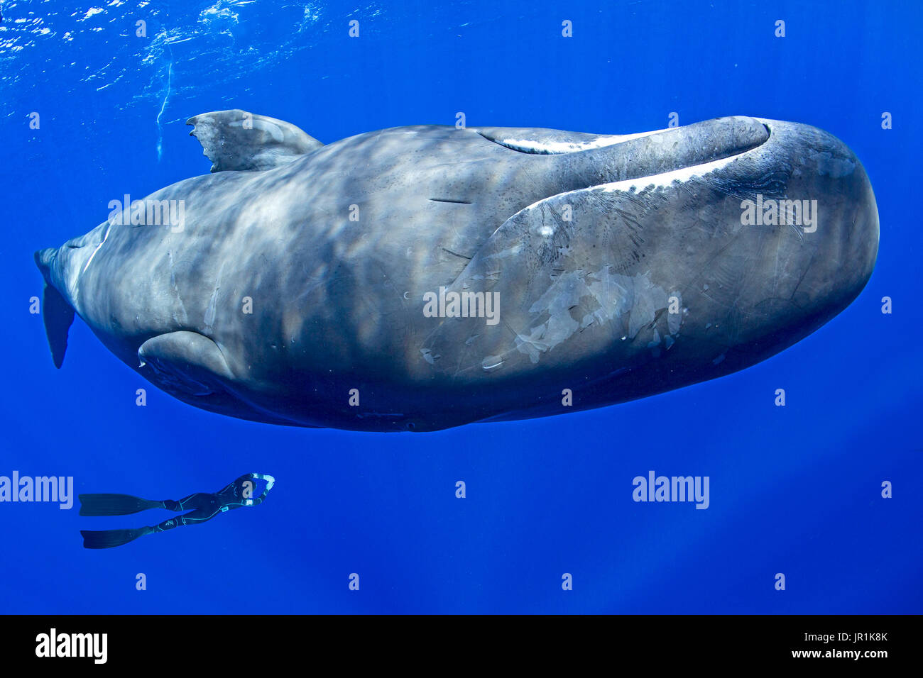Free Diver Swimming With Sperm Whale Physeter Macrocephalus