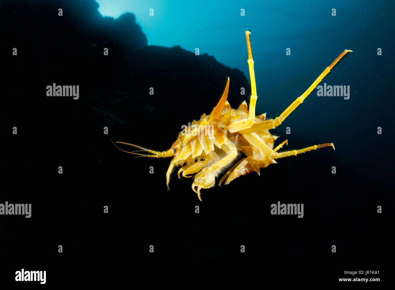 Freshwater isopod, Amphipod gammarus (Acanthogammarus victorii