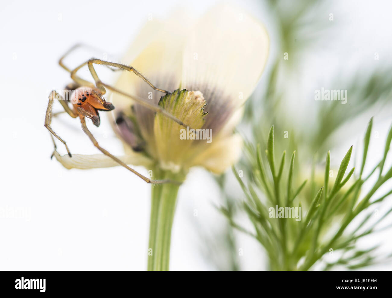 Spider moving through a plant in search of food Stock Photo