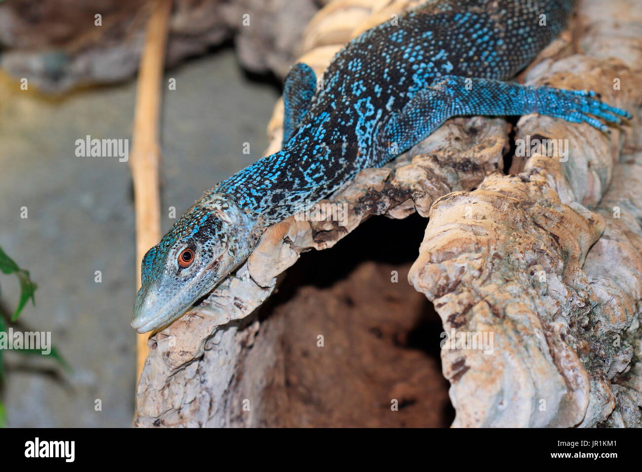 Blue Tree Monitor (Varanus macraei Stock Photo Alamy