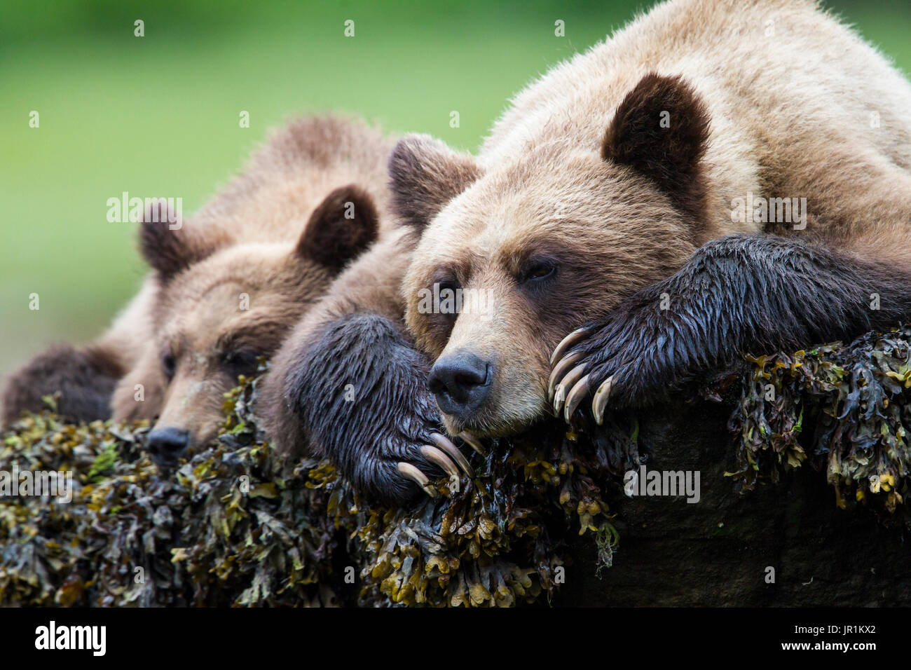 Grizzly (Ursus arctos horribilis) female and her cub at rest, Khutzeymateen Grizzly Bear Sanctuary, British Columbia, Canada Stock Photo