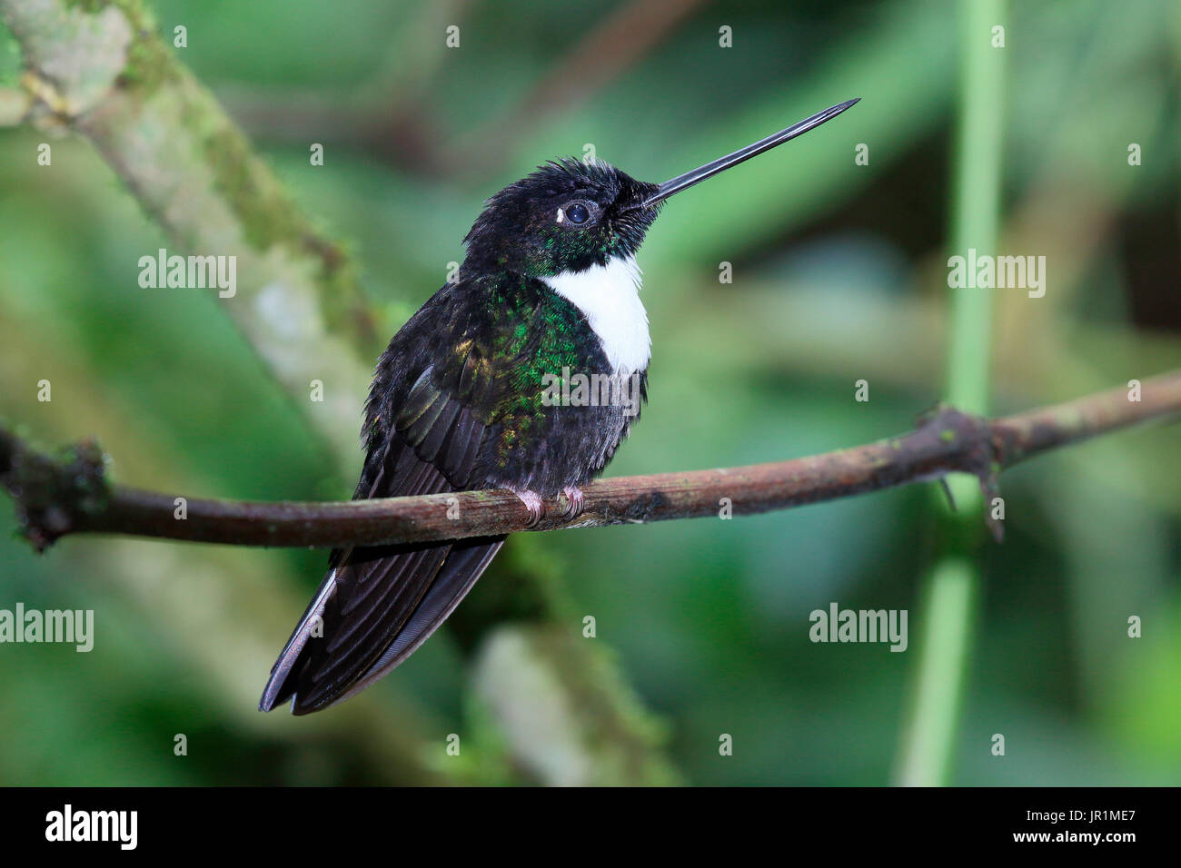 Collared Inca (Coeligena torquata) adut male on a branch, Ecuador Stock