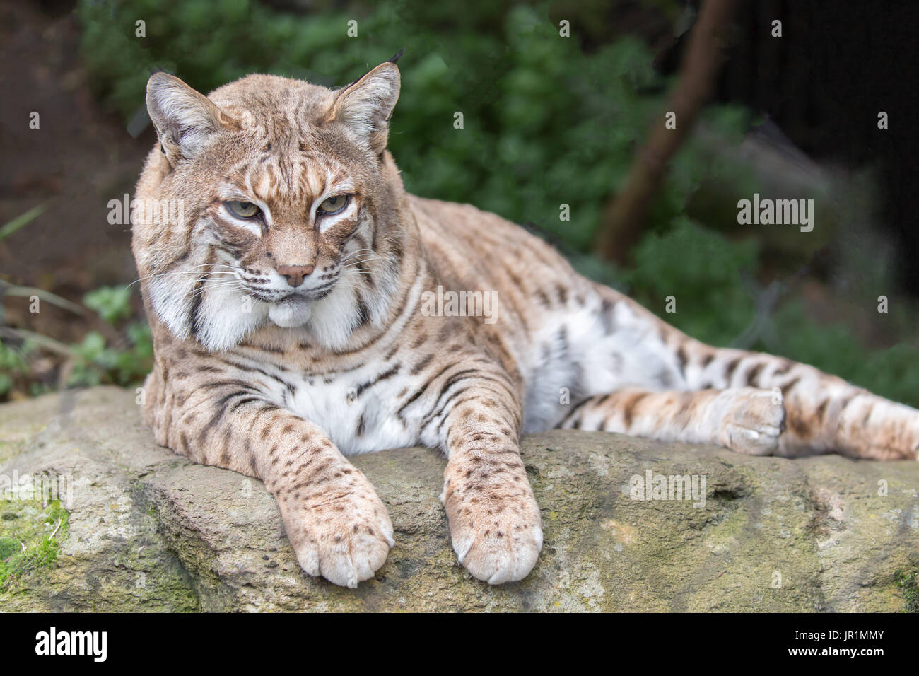 Bobcat (Lynx rufus californicus) resting on a rock and posing. Stock Photo