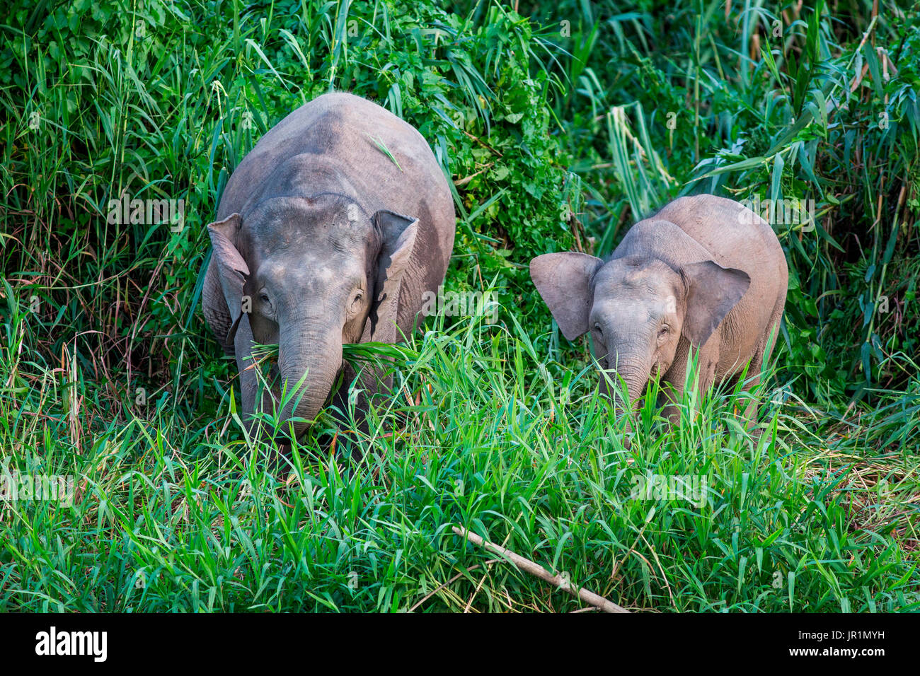 Borneo pygmy elephant (elephas maximus borneensis) walking on a bank of