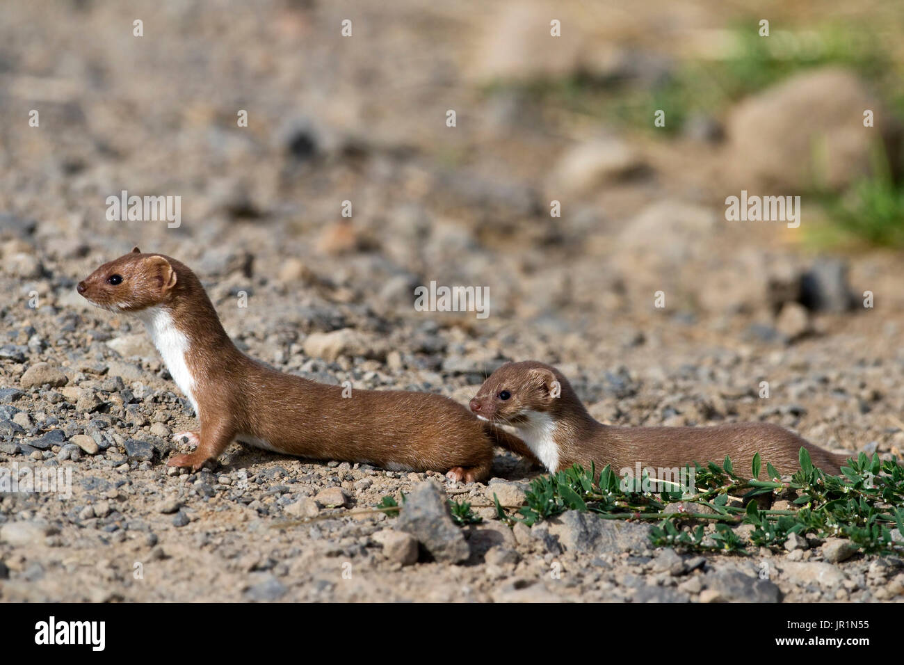 Least Weasel (Mustela nivalis), An adult followed by a young in the countryside in Ardeche, France Stock Photo