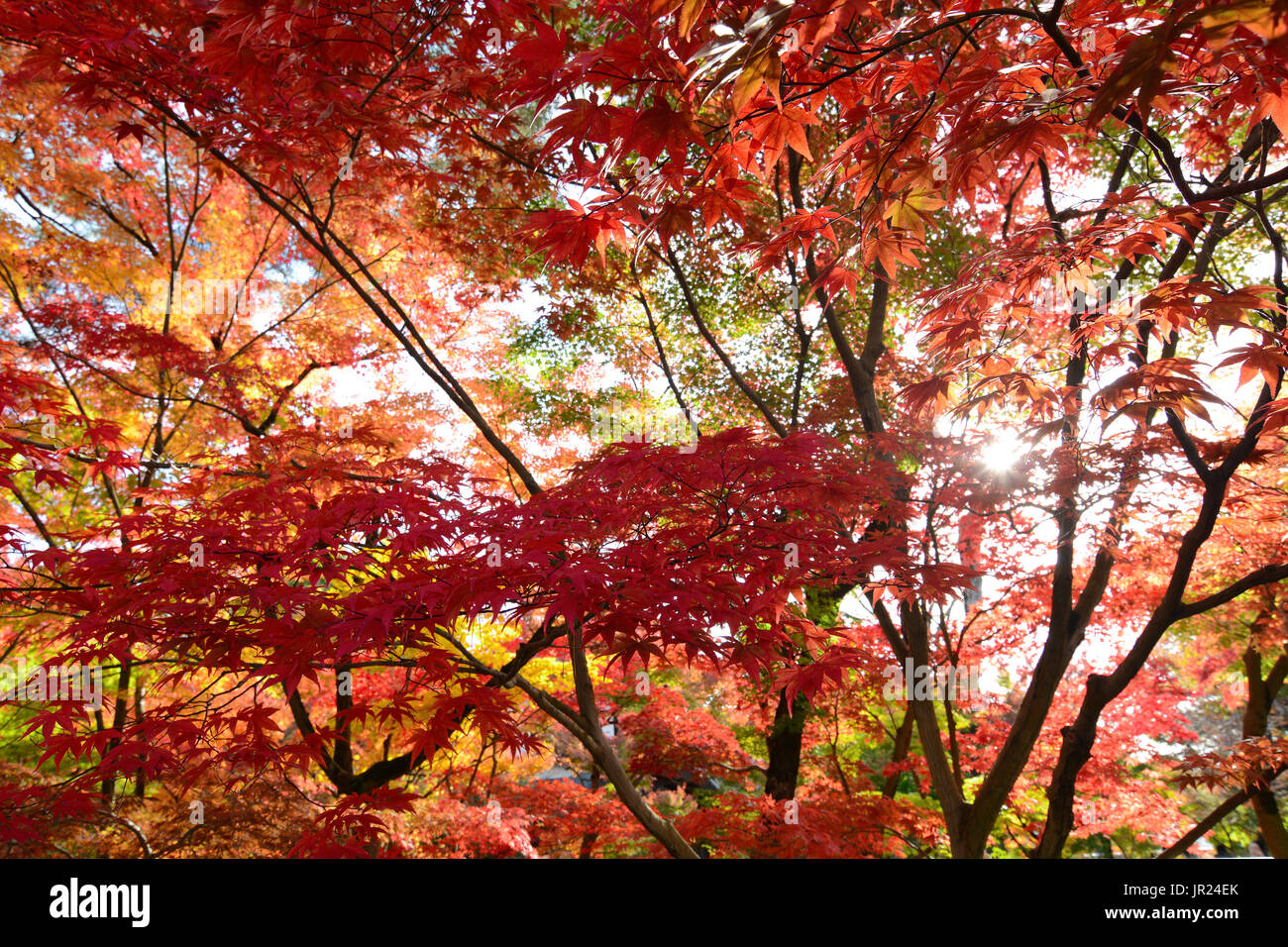 Red autumn leaves japanese maple acer palmatum hi-res stock photography ...