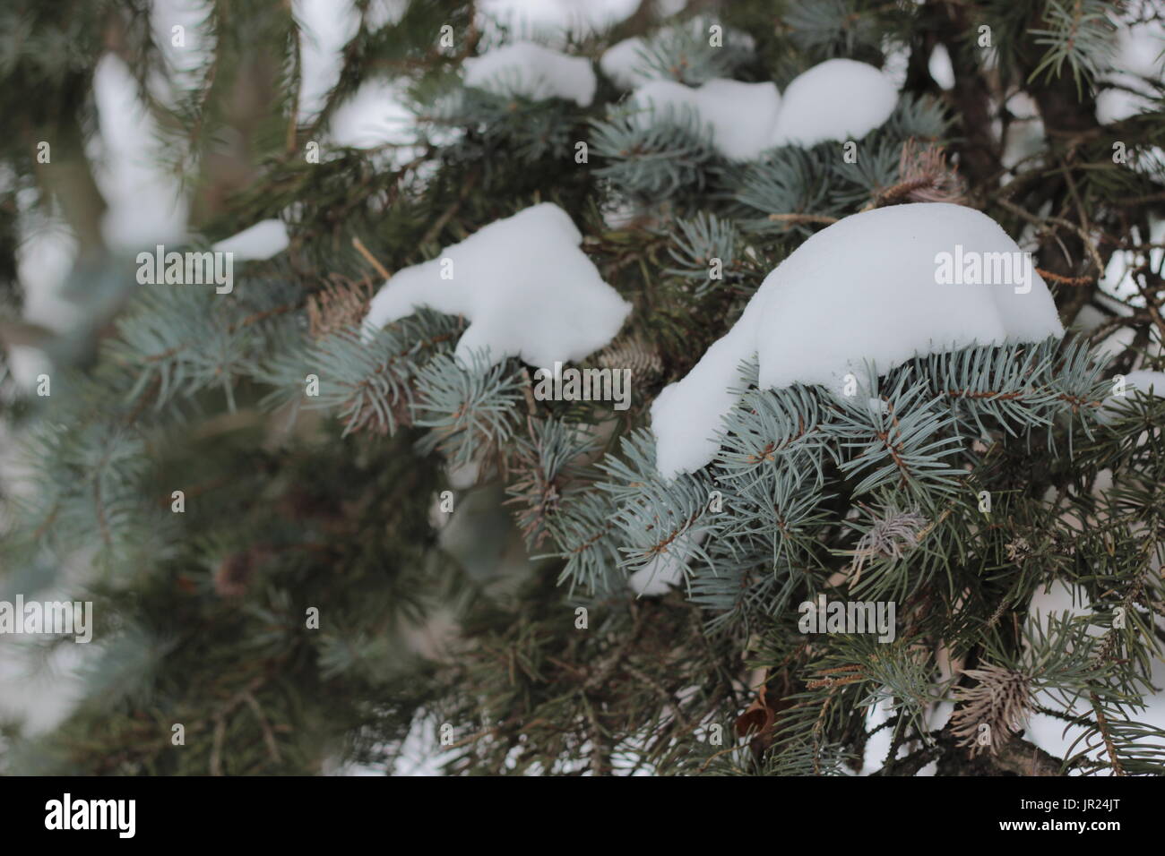 Snow resting on pine tree Stock Photo