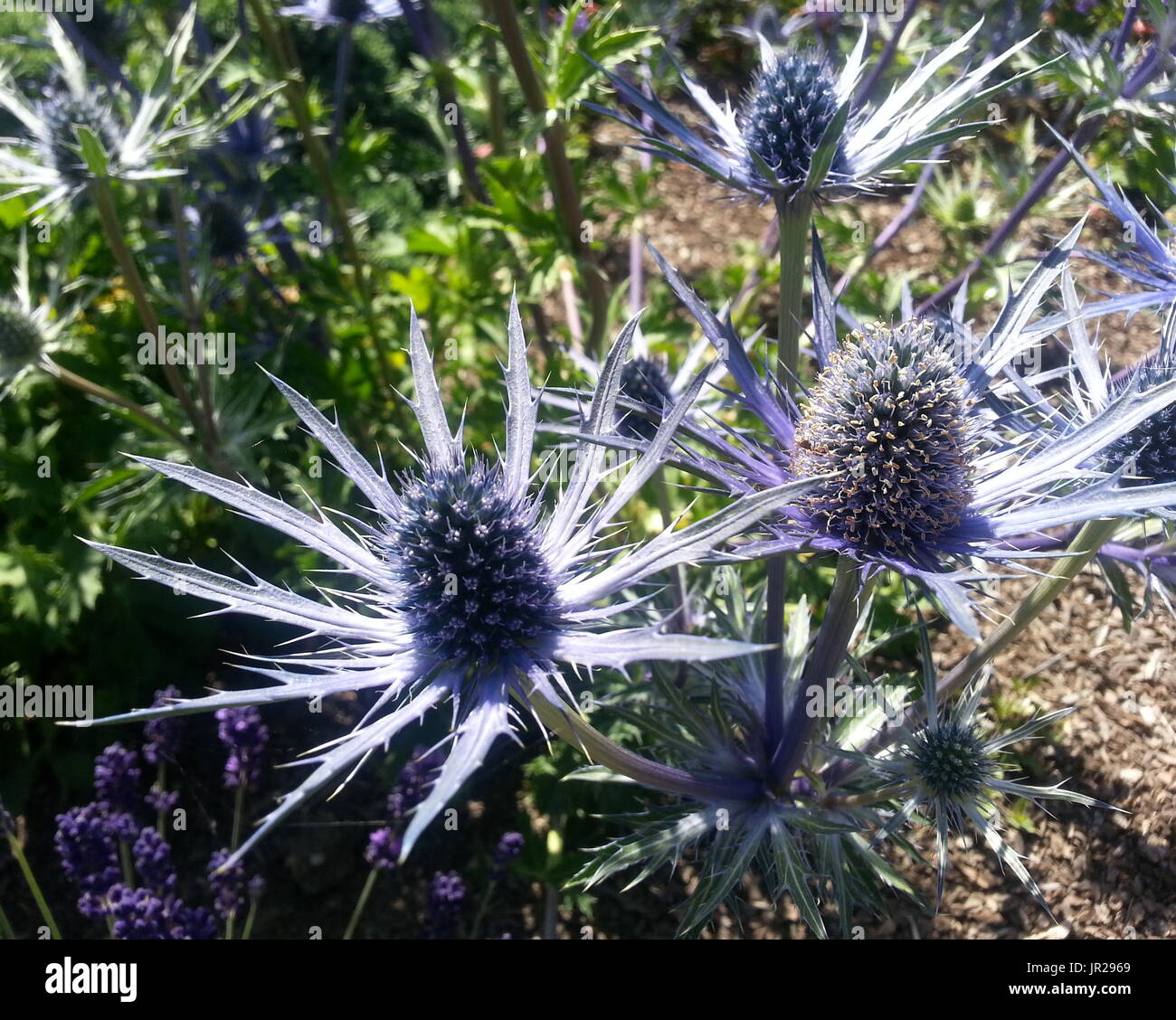 Eryngium amethystinum ‘sapphire blue’ hires stock photography and
