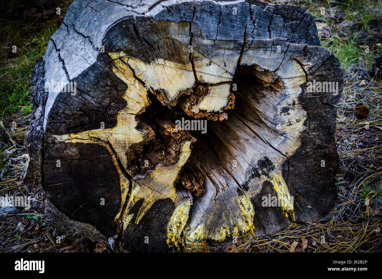 The cut section of a rotted Ponderosa pine tree in north eastern California Stock Photo
