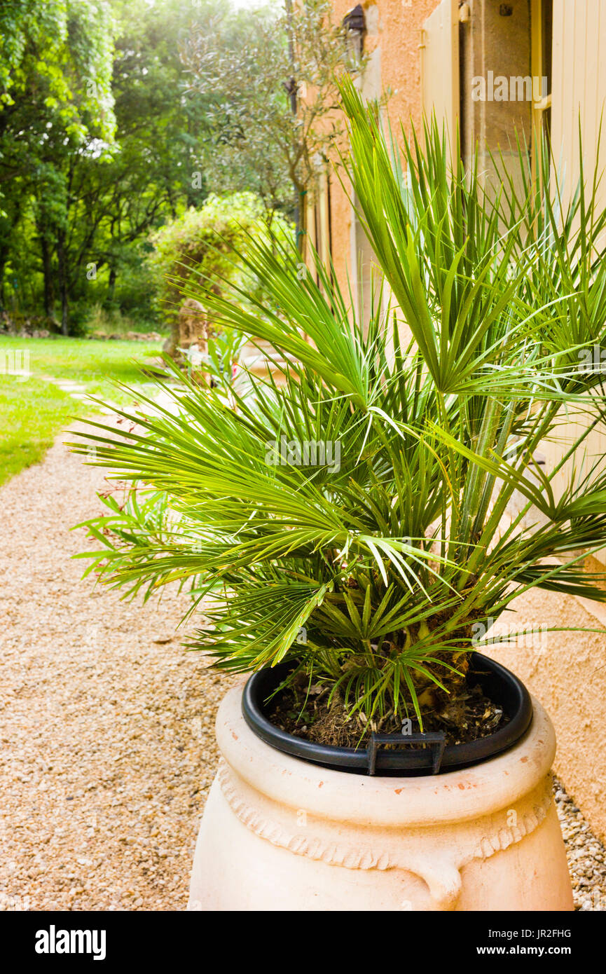 Fan Palm in a terracotta pot outside an old stone house in the South of France near Toulouse Stock Photo