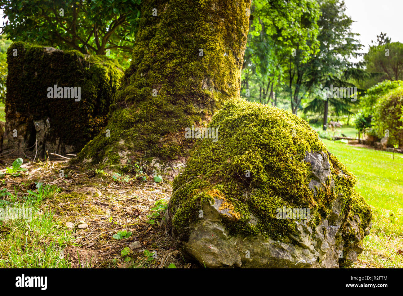 Moss covered rock and tree trunk in an old garden Stock Photo