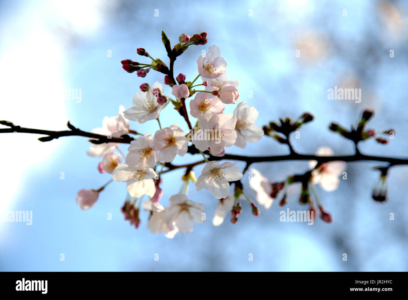 White cherry blossoms bloom in the spring in Japan. Springtime in Japan ...