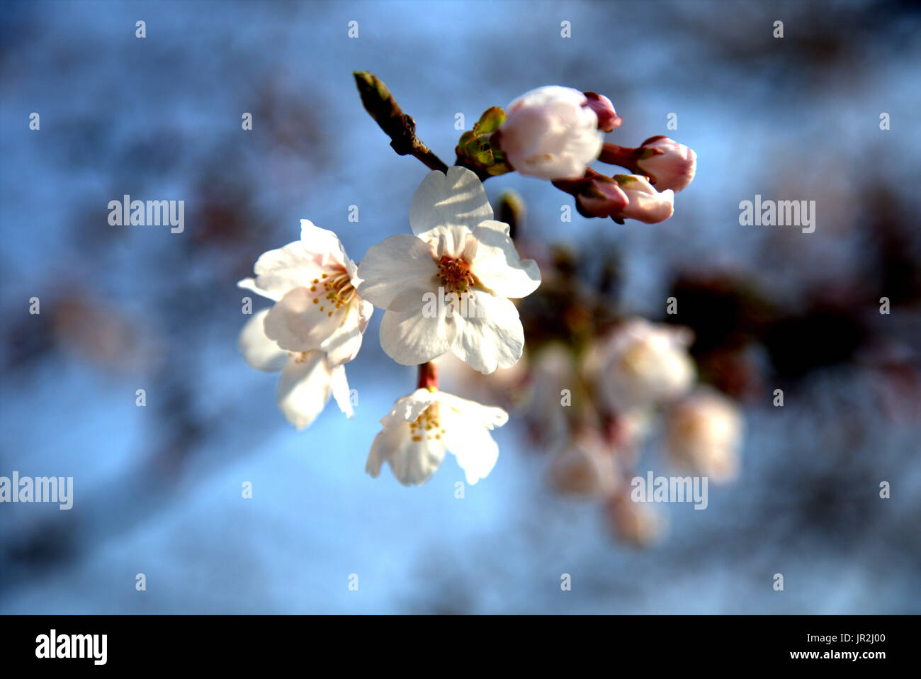 White cherry blossoms bloom in the spring in Japan. Springtime in Japan ...