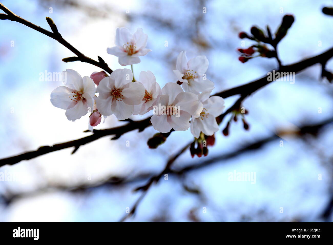 White cherry blossoms bloom in the spring in Japan. Springtime in Japan ...