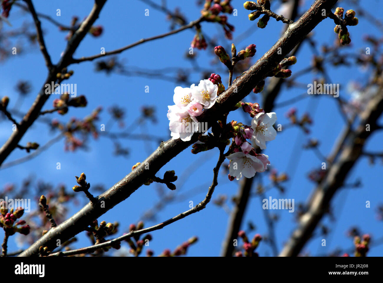 White cherry blossoms bloom in the spring in Japan. Springtime in Japan ...