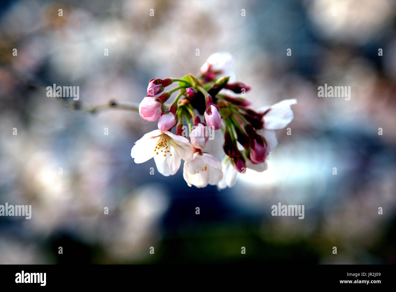 White cherry blossoms bloom in the spring in Japan. Springtime in Japan ...