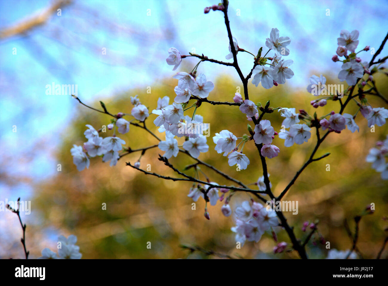 White cherry blossoms bloom in the spring in Japan. Springtime in Japan ...