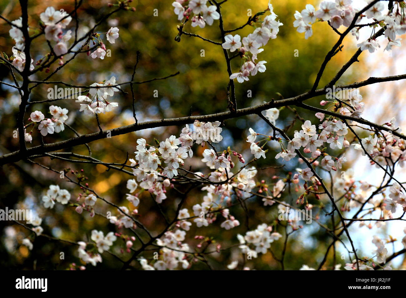White cherry blossoms bloom in the spring in Japan. Springtime in Japan ...