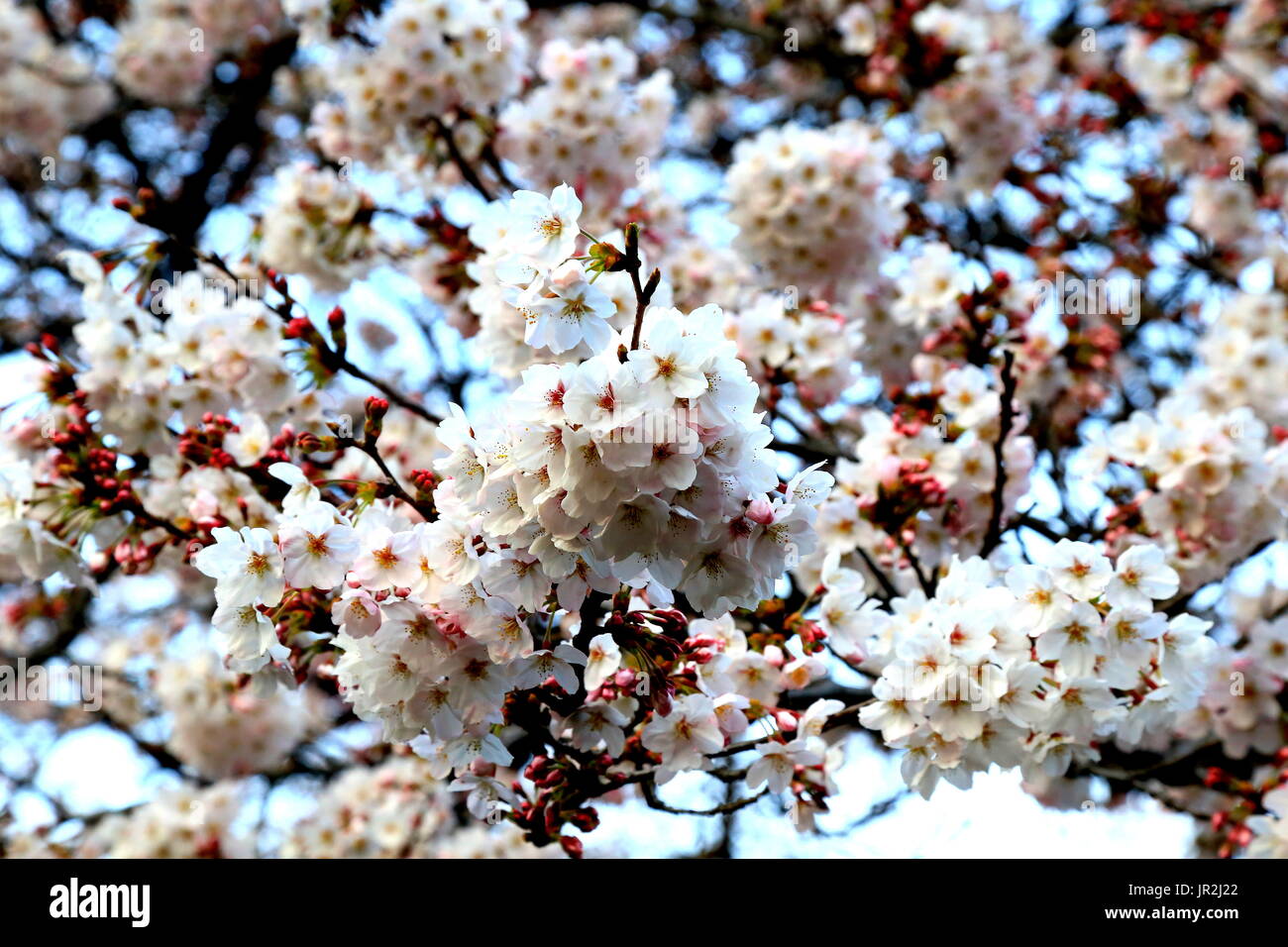 White cherry blossoms bloom in the spring in Japan. Springtime in Japan ...