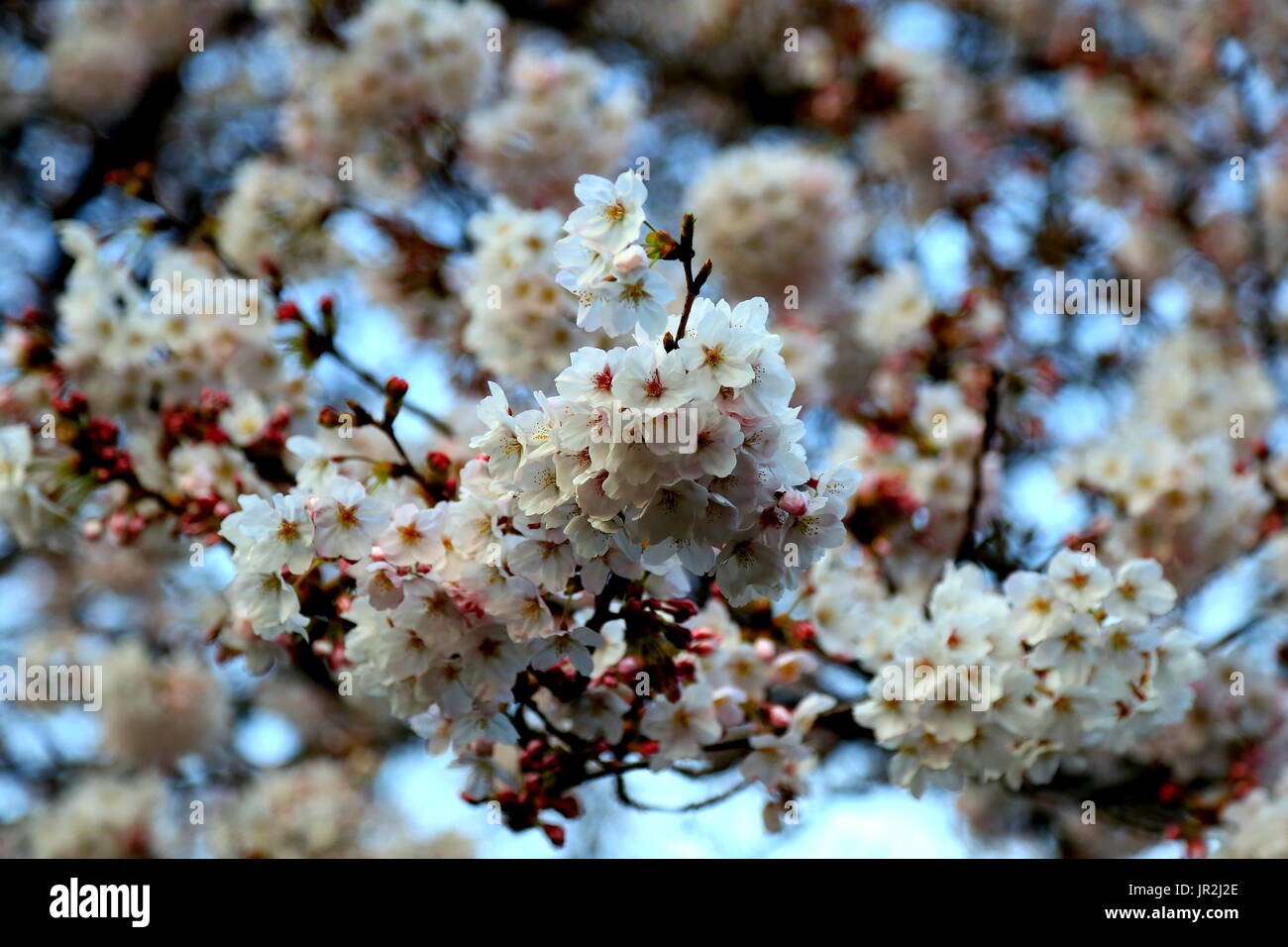 White cherry blossoms bloom in the spring in Japan. Springtime in Japan ...