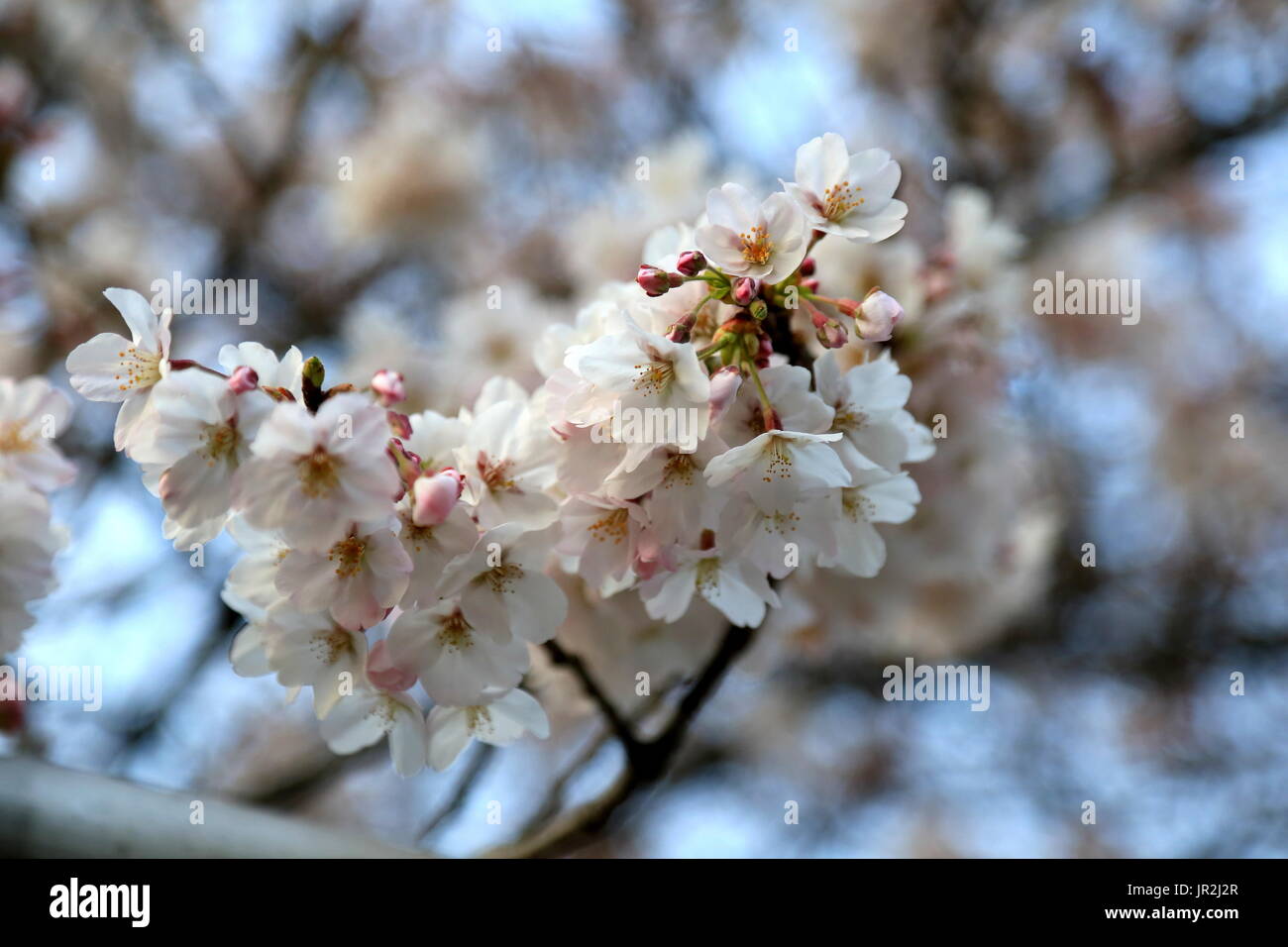 White cherry blossoms bloom in the spring in Japan. Springtime in Japan ...