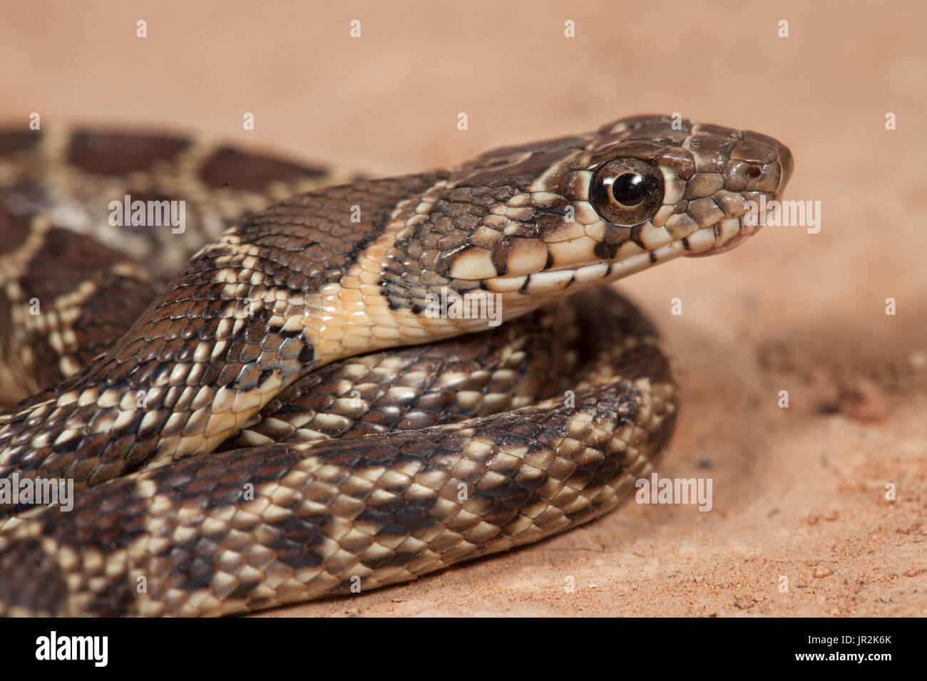 Horseshoe Whip Snake (Hemorrhois hippocrepis), Morocco Stock Photo Alamy