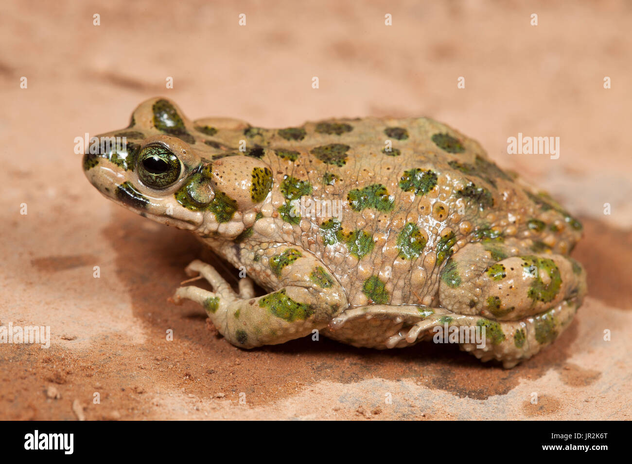 Brongersma's Toad (Barbarophryne brongersmai), Morocco Stock Photo
