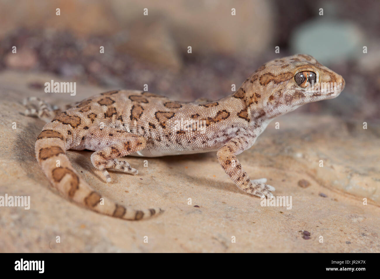 Northern Elegant Gecko (Stenodactylus mauritanicus), South West Morocco