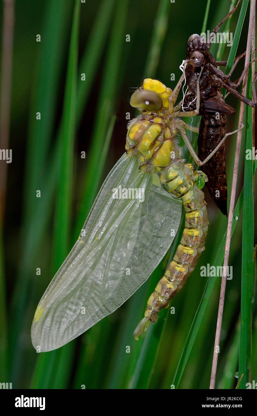 Yellow-legged clubtail (Gomphus pulchellus) emerging from its exuviae. Ossau valley, Pyrenees, France Stock Photo