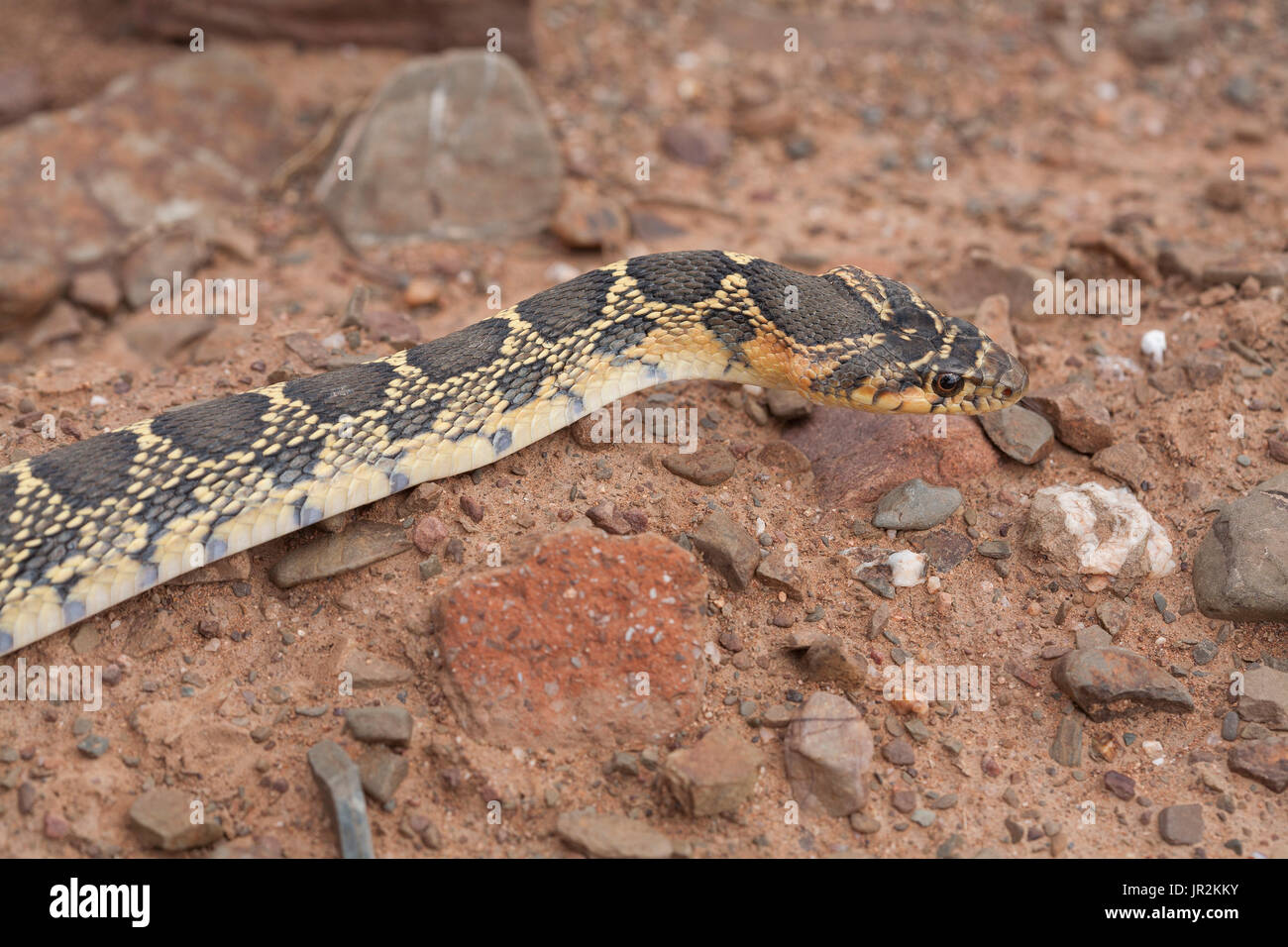 Horseshoe Whip Snake (Hemorrhois hippocrepis), Morocco Stock Photo Alamy