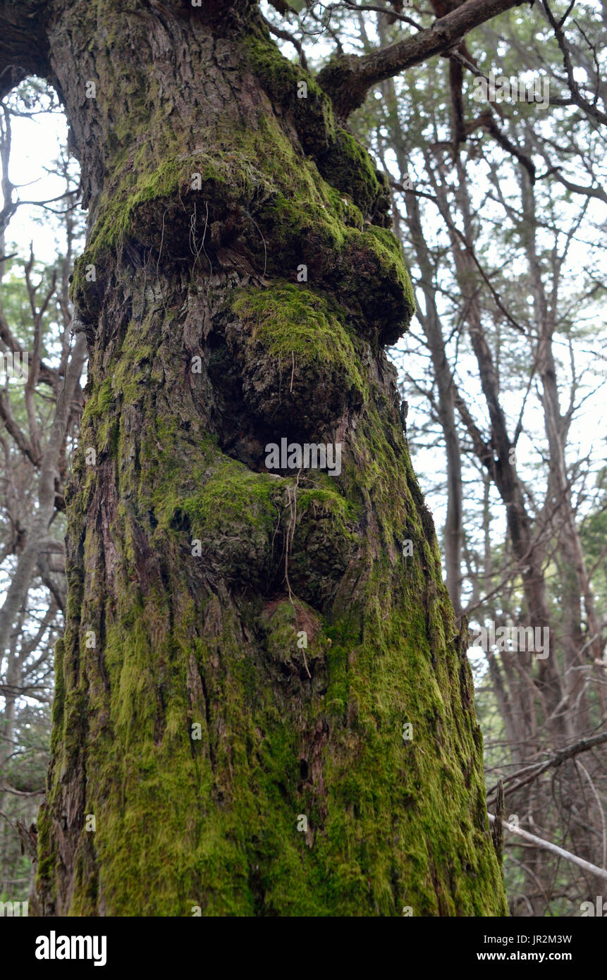 Tree trunk looking like an human face, Arrayanes forest, Argentina ...