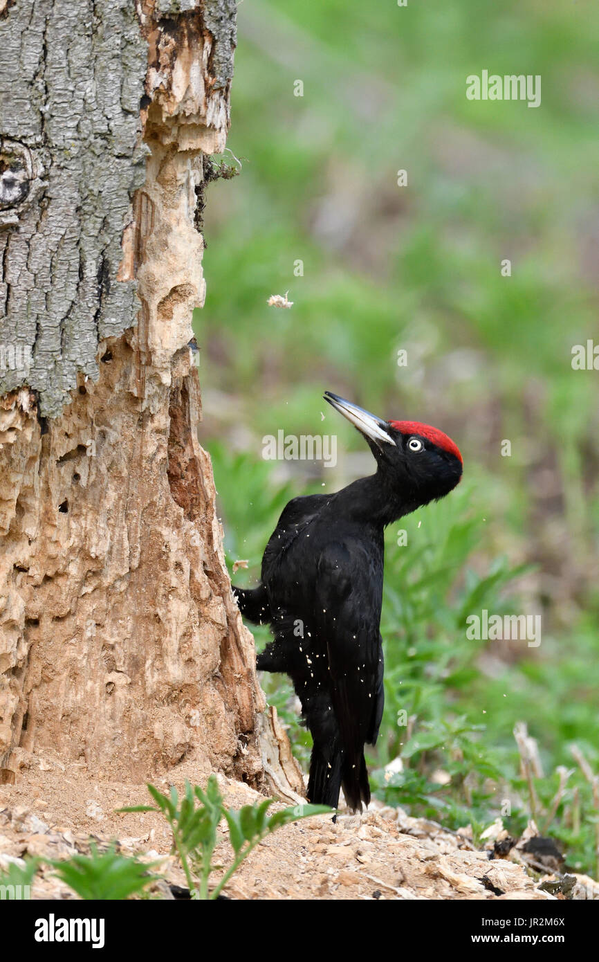 Black Woodpecker (Dryocopus martius) attacking an old stump to collect