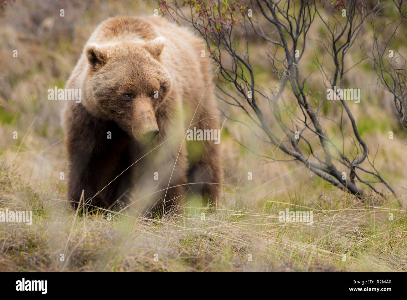 Close Up Of A Grizzly Sow, Denali National Park, Interior Alaska, USA Stock Photo