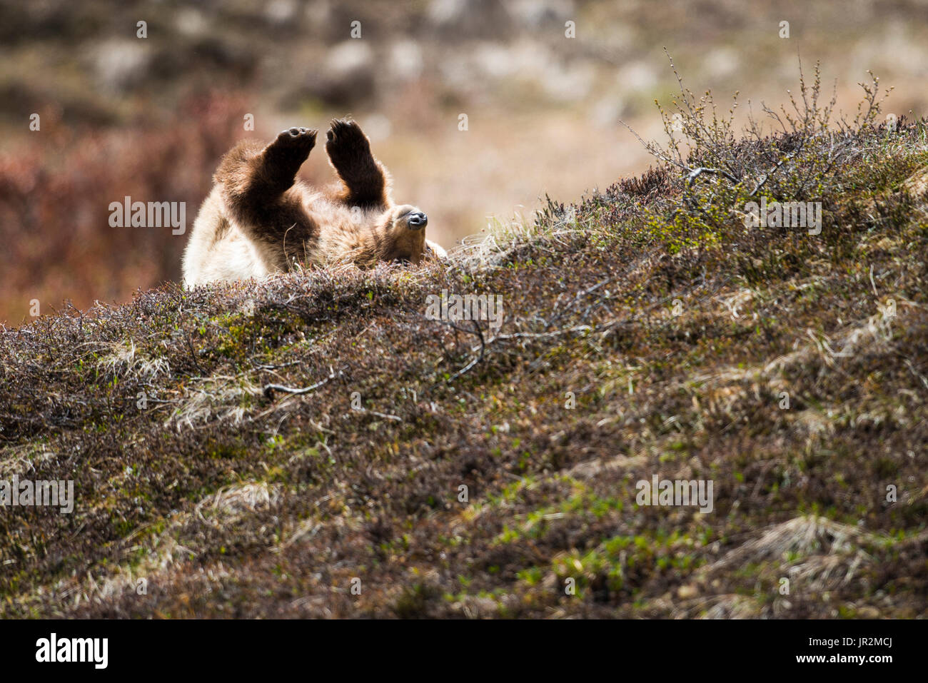 Grizzly Cub Rolling On Spring Tundra, Denali National Park, Interior Alaska, USA Stock Photo