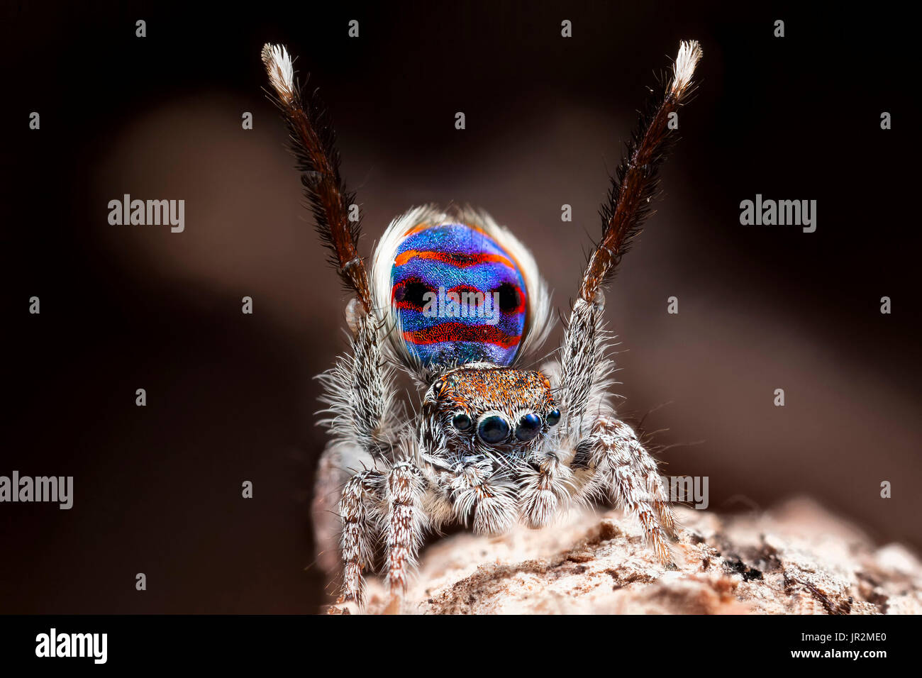 A male Maratus speciosus "peacock jumping spider" performing mating