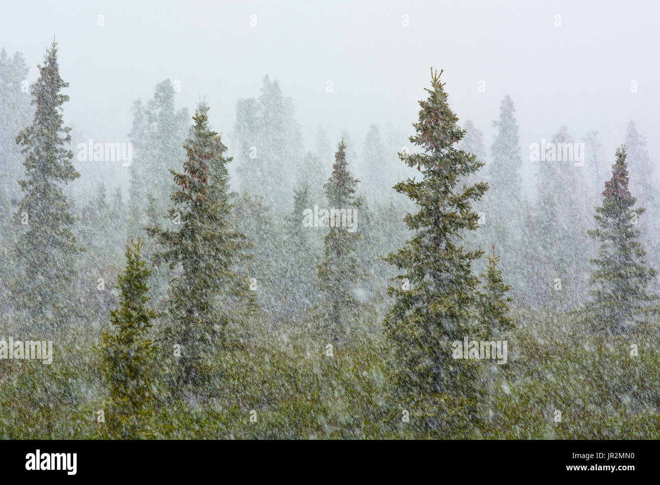 June Snowstorm Amongst An Evergreen Forest, Denali National Park And Preserve, Interior Alaska, USA Stock Photo