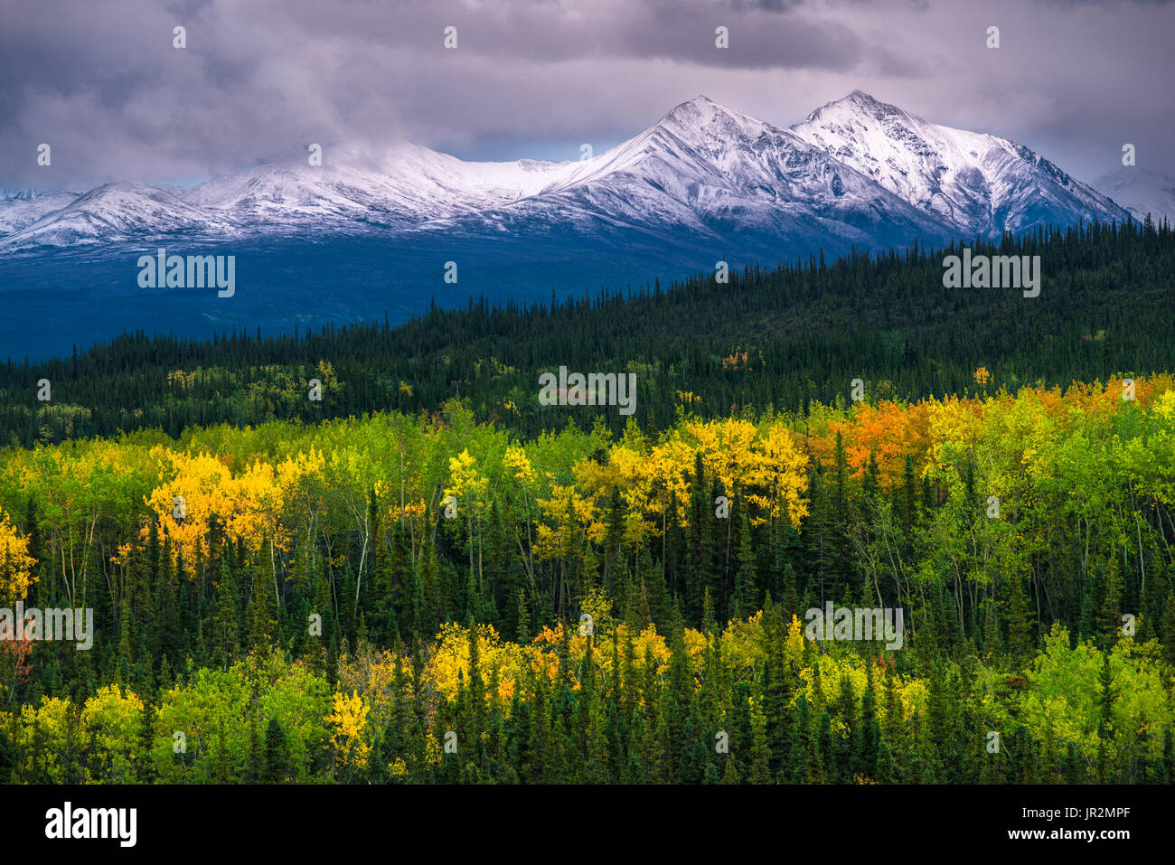 Scenic View Of An Early Snowfall On Alaska Range Foothills With Autumn Foliage In The Foreground, Denali National Park, Interior Alaska, USA Stock Photo