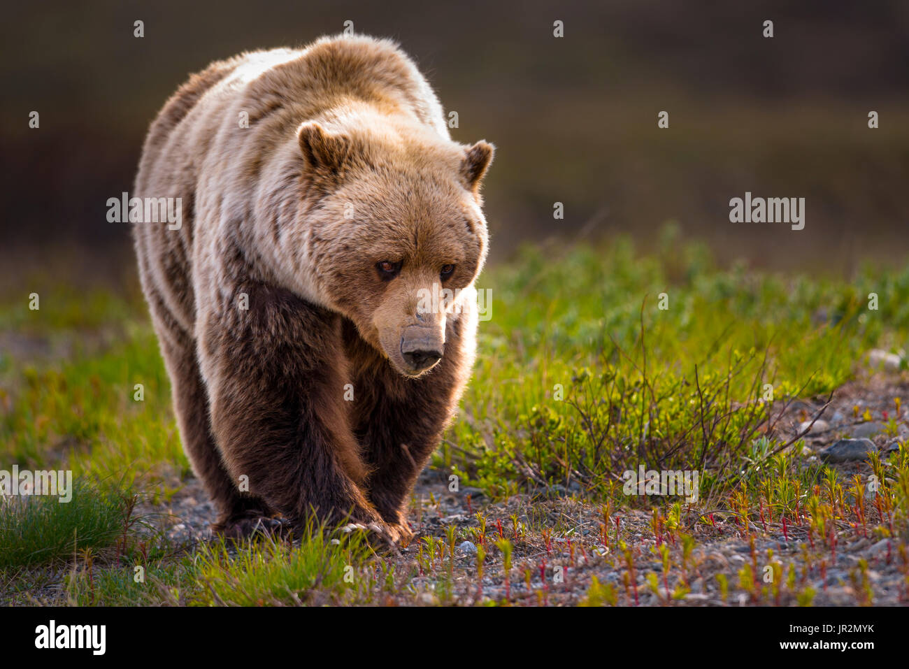 Close Up Of A Grizzly, Denali National Park And Preserve, Interior Alaska, USA Stock Photo