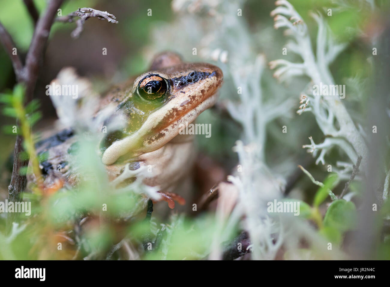 Close Up Of A Wood Frog Near Wonder Lake, Denali National Park, Interior Alaska, USA Stock Photo
