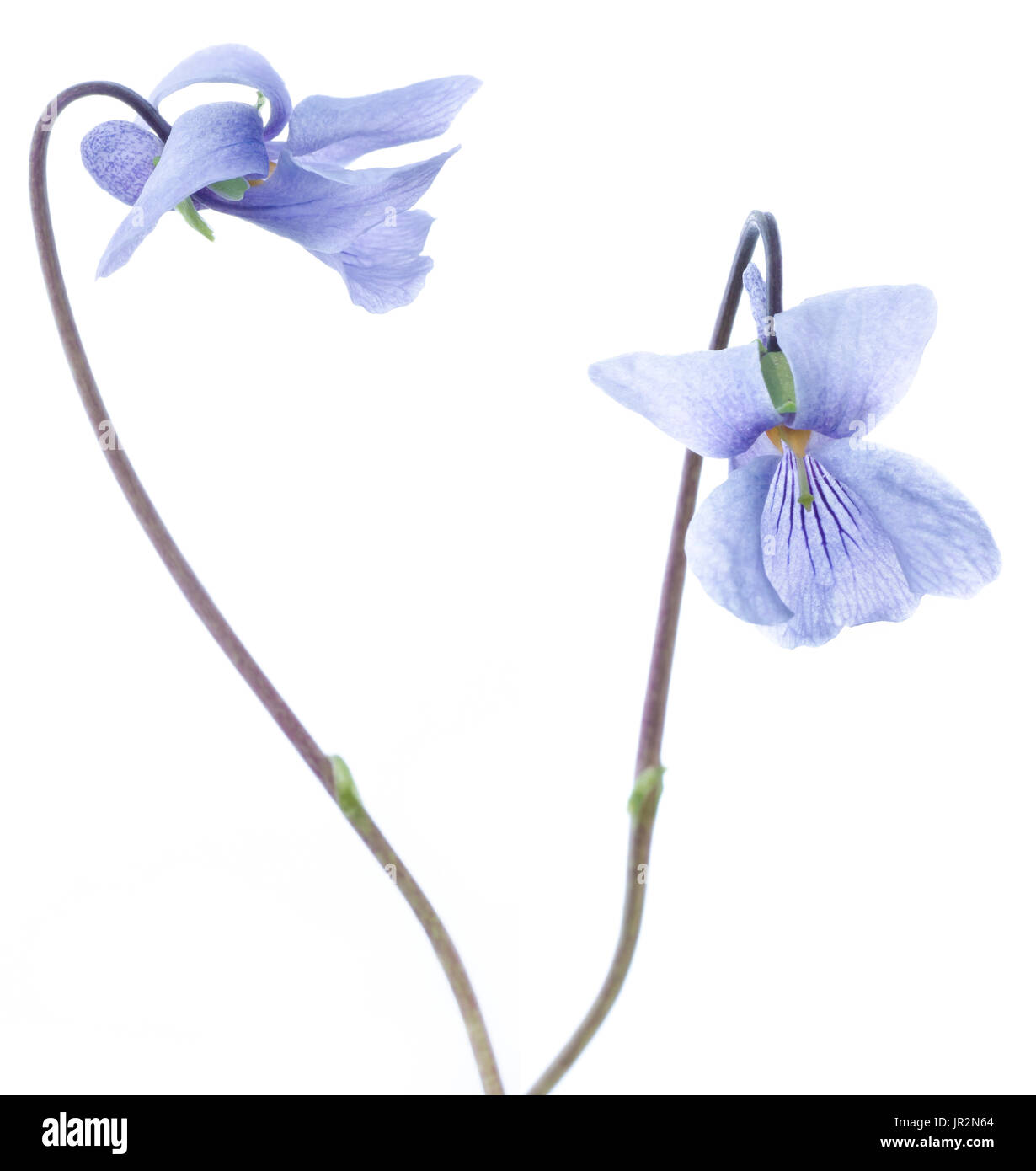 Studio Close Up Of An Alaska Violet Wildflower, Viola Langsdorfii Stock Photo